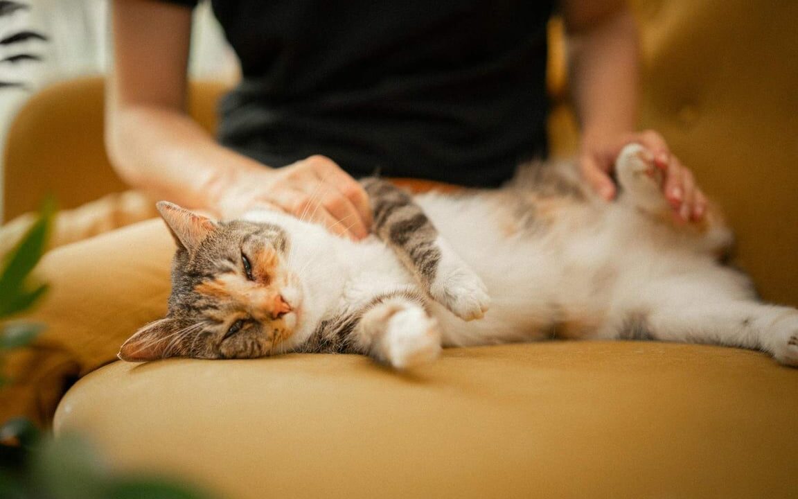 Posisi Tidur Kucing Ternyata Bisa Menunjukkan Kondisi dan Perasaannya