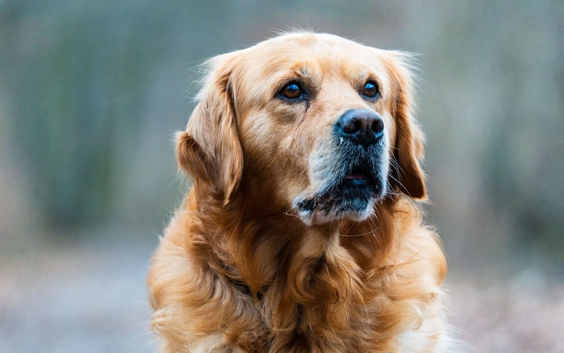 Golden Retriever Anjing Pintar yang Cocok Dipelihara Pemula