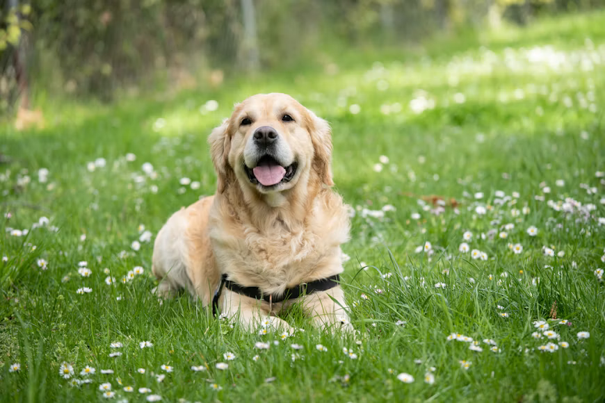 Kenali Anjing Labrador dari Karakter, Sifat, Sampai Cara Merawatnya Kenali Anjing Labrador dari Karakter, Sifat, Sampai Cara Merawatnya
