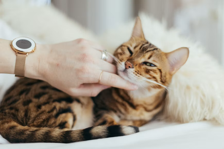 Kandungan Obat Jamur Kucing yang Penting Diperhatikan Kandungan Obat Jamur Kucing yang Penting Diperhatikan
