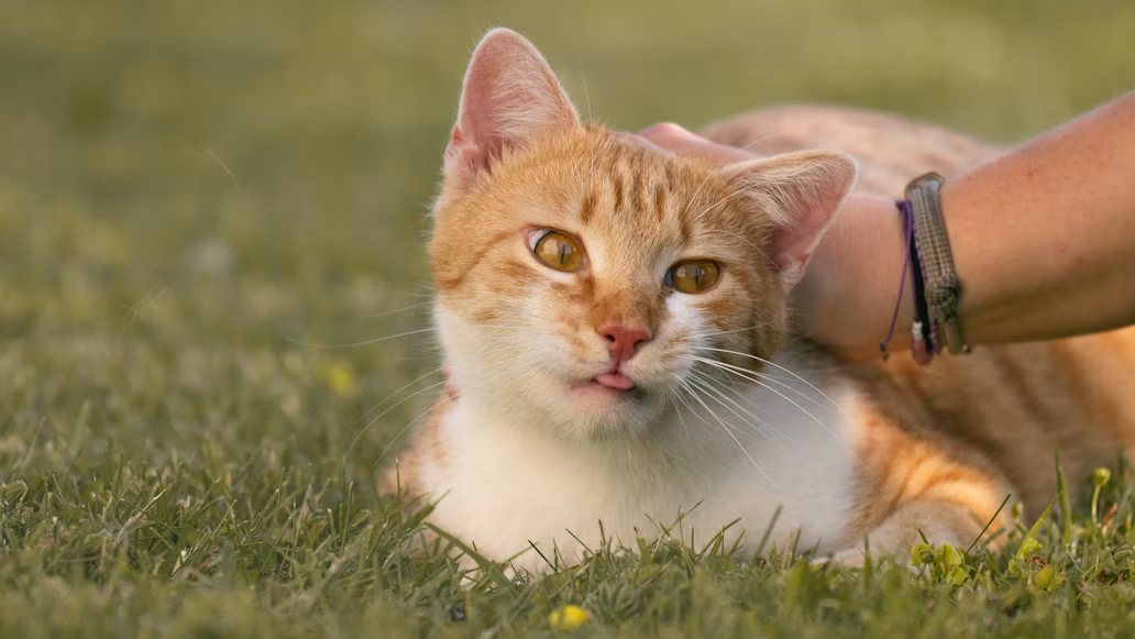 Kenali Jenis Virus Kucing dan Cara Mencegah Penularannya Kenali Jenis Virus Kucing dan Cara Mencegah Penularannya