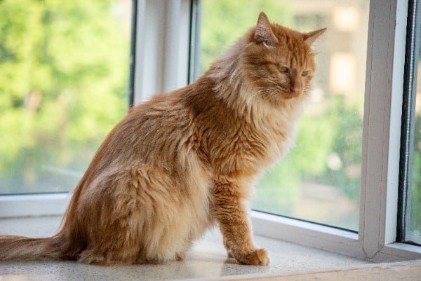 10 Jenis Kucing Besar yang Bisa Dipelihara di Rumah 10 Jenis Kucing Besar yang Bisa Dipelihara di Rumah