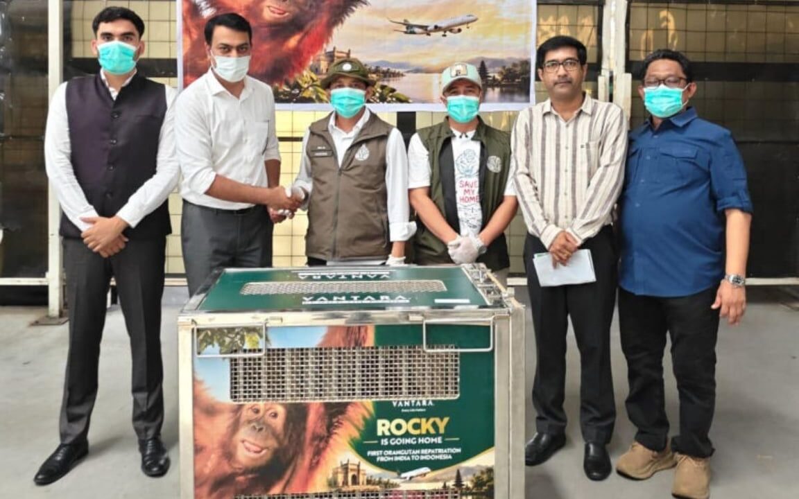 Bayi Orangutan yang Diselamatkan di India Dipulangkan ke Indonesia, Lima Lainnya Menyusul