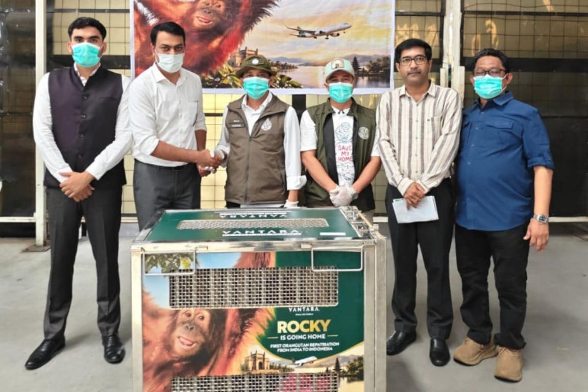 Bayi Orangutan yang Diselamatkan di India Dipulangkan ke Indonesia, Lima Lainnya Menyusul Bayi Orangutan yang Diselamatkan di India Dipulangkan ke Indonesia, Lima Lainnya Menyusul
